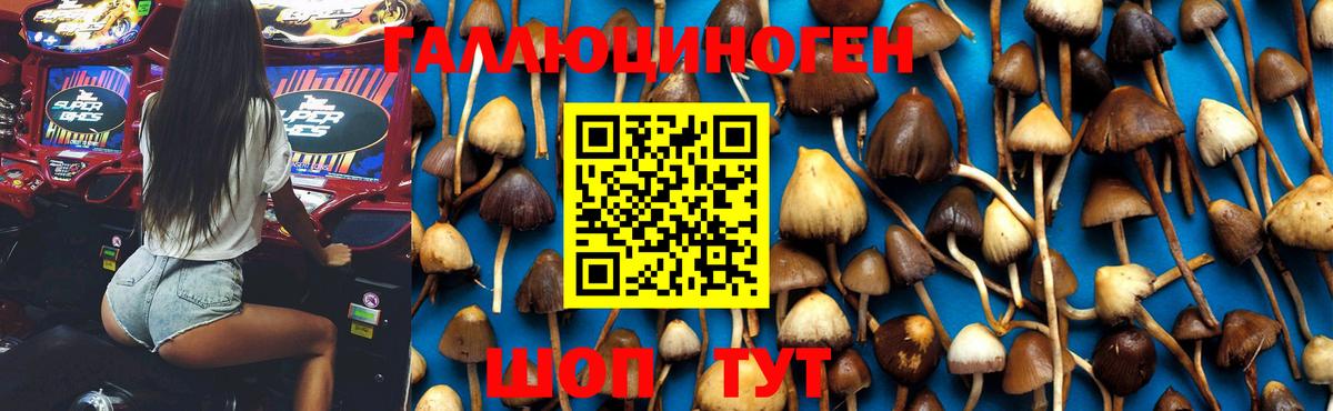Галлюциногенные грибы Psilocybe Лангепас